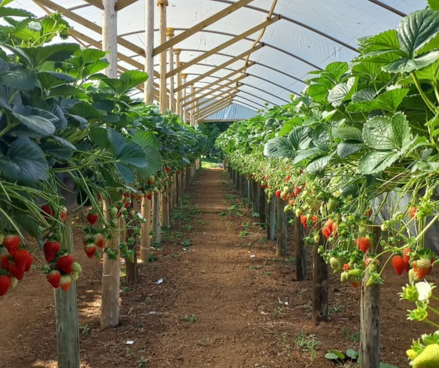 Resultados pelo Brasil