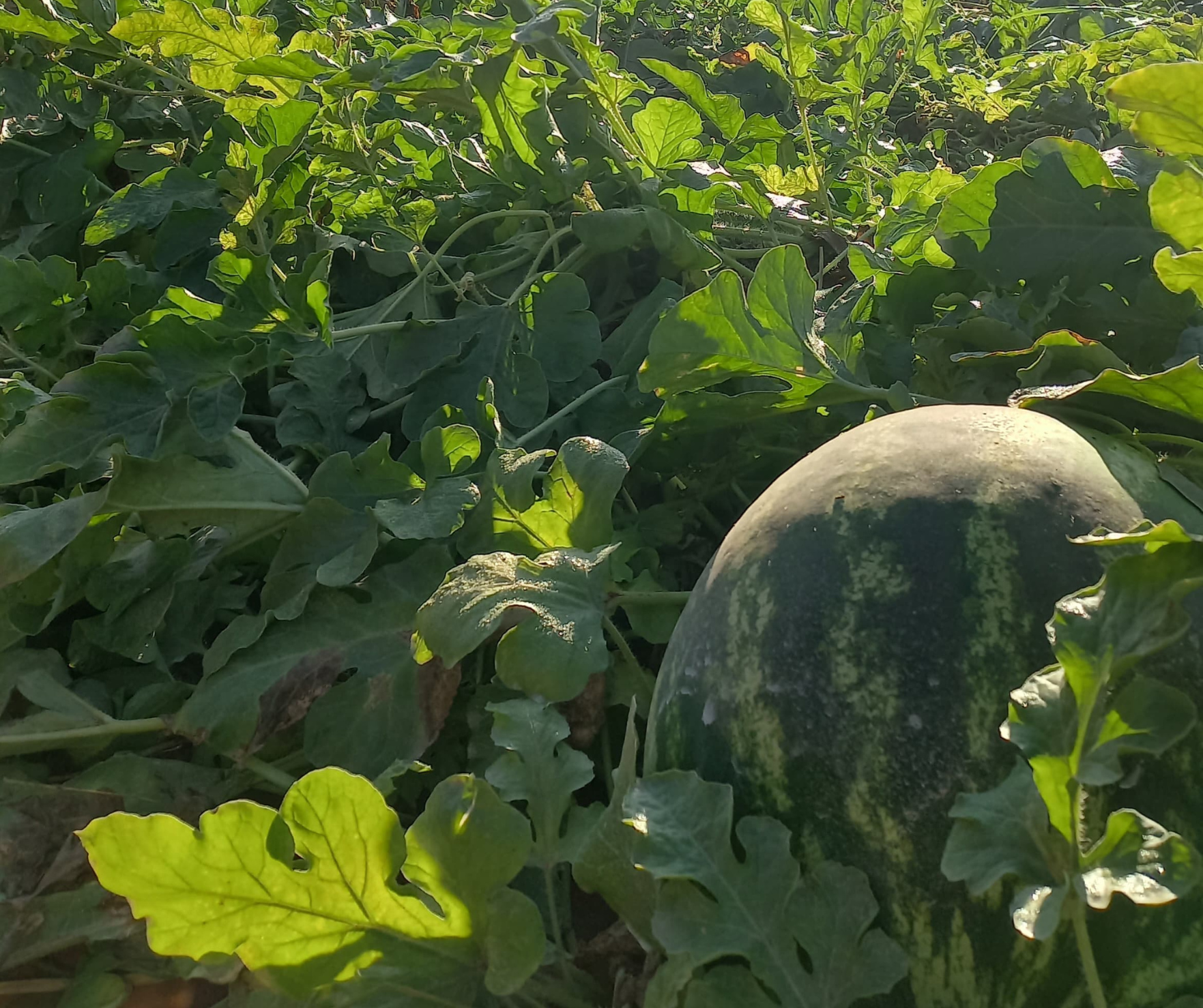 Tecnologia e resultados no cultivo de melancia, tomate e folhosas